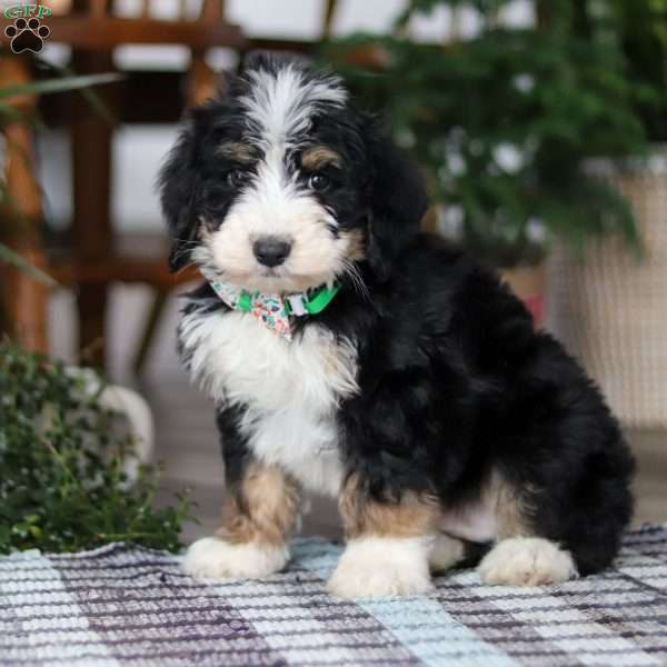 Bam Bam, Bernedoodle Puppy